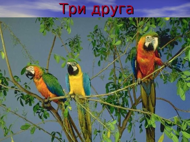 Три друга 