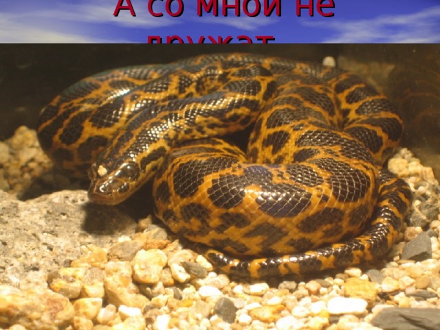 А со мной не дружат… 