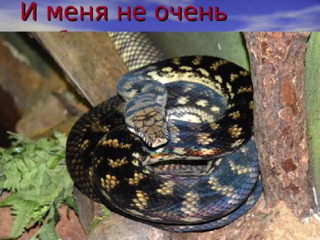 И меня не очень любят 