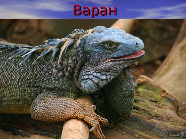 Варан 