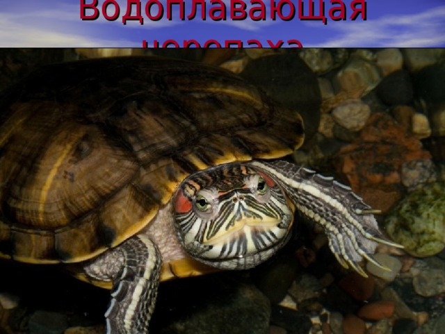 Водоплавающая черепаха 
