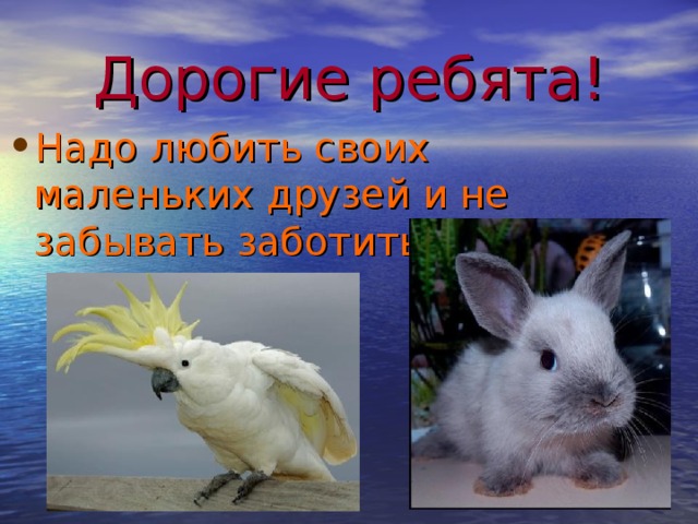 Дорогие ребята! Надо любить своих маленьких друзей и не забывать заботиться о них. 