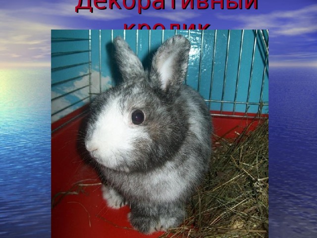 Декоративный кролик 