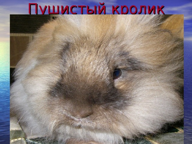Пушистый кролик 