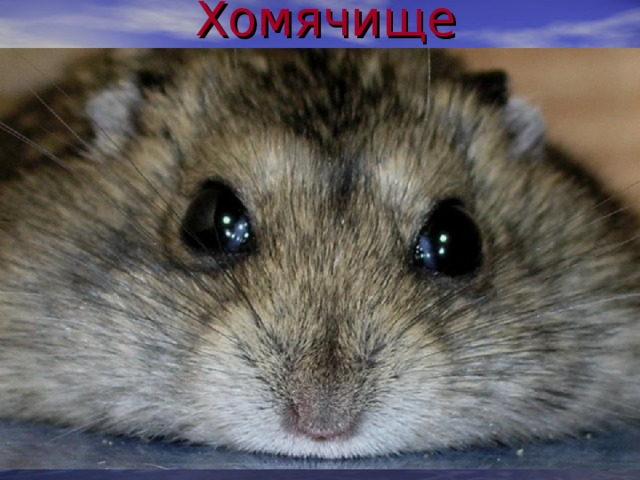 Хомячище 