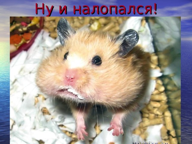 Ну и налопался! 