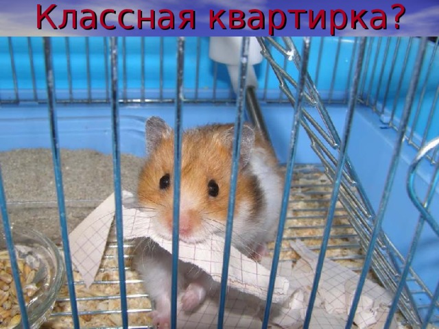Классная квартирка ? 