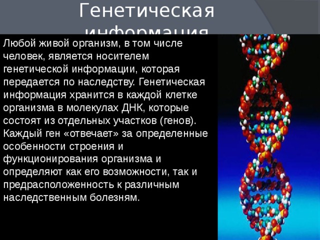 Генетическая информация Любой живой организм, в том числе человек, является носителем генетической информации, которая передается по наследству. Генетическая информация хранится в каждой клетке организма в молекулах ДНК, которые состоят из отдельных участков (генов). Каждый ген «отвечает» за определенные особенности строения и функционирования организма и определяют как его возможности, так и предрасположенность к различным наследственным болезням. 