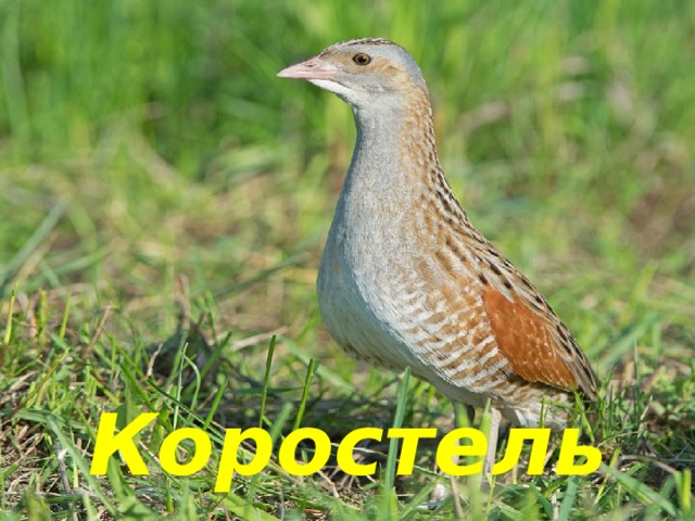 Коростель 
