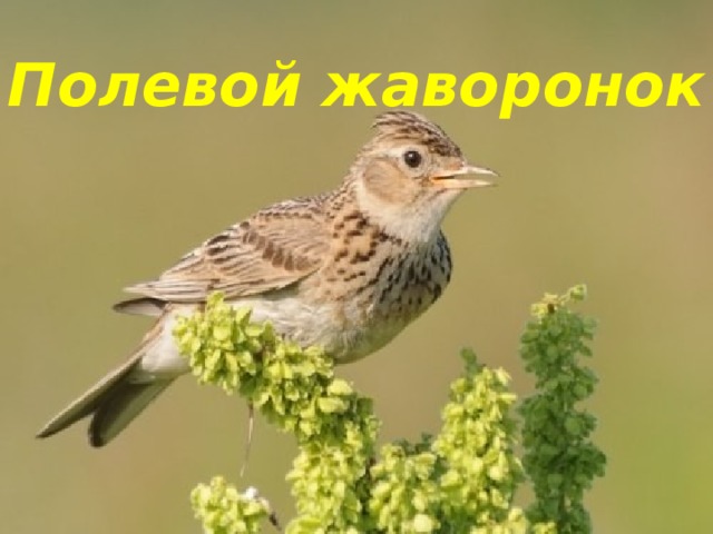 Полевой жаворонок 