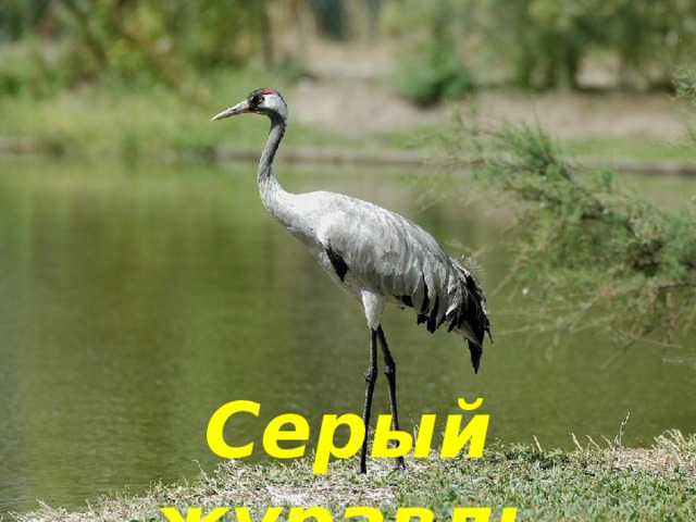 Серый журавль 