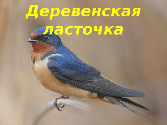 Деревенская ласточка 
