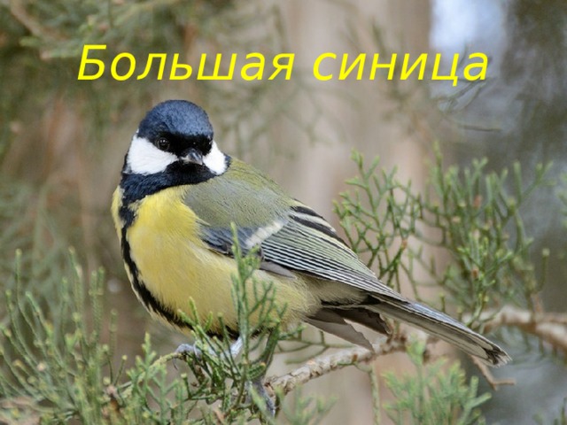 Большая синица 