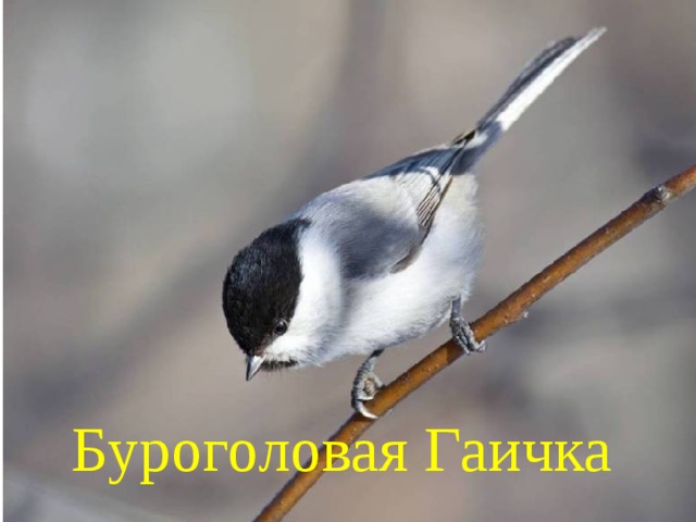 Буроголовая Гаичка 