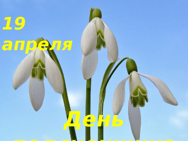 19 апреля День подснежника 