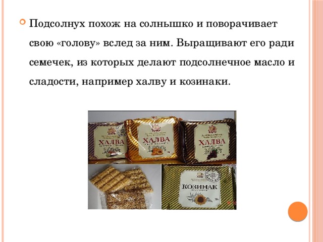 Подсолнух похож на солнышко и поворачивает свою «голову» вслед за ним. Выращивают его ради семечек, из которых делают подсолнечное масло и сладости, например халву и козинаки. 
