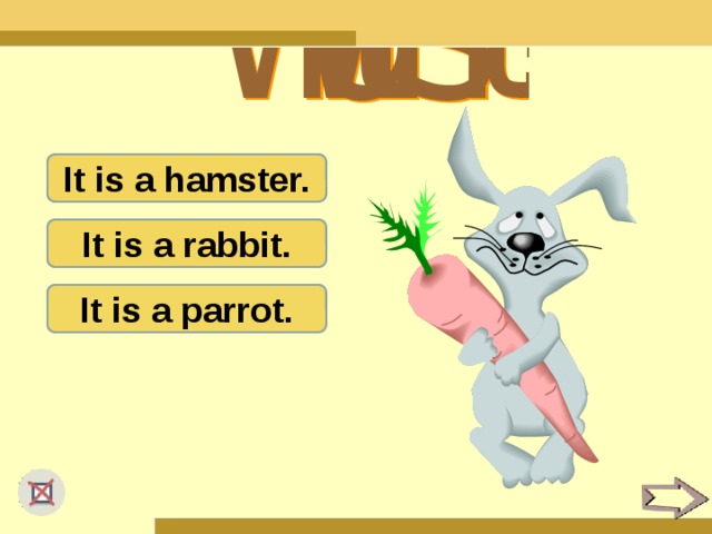It is a hamster. It is a rabbit. It is a parrot.