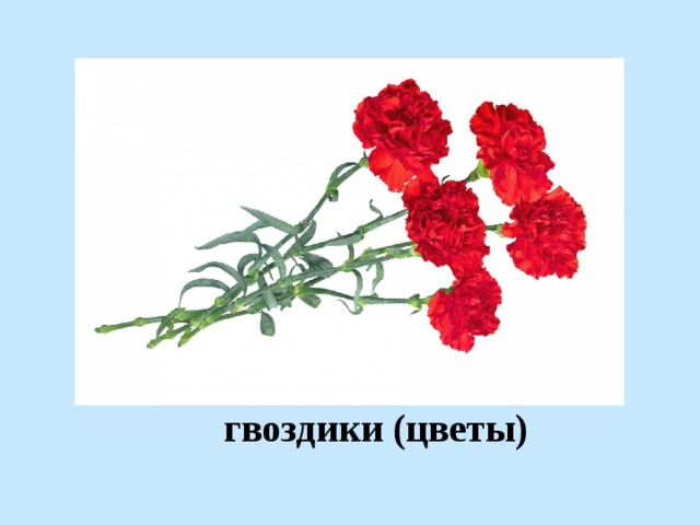 гвоздики (цветы) 