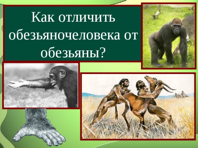 Как отличить обезьяночеловека от обезьяны? 