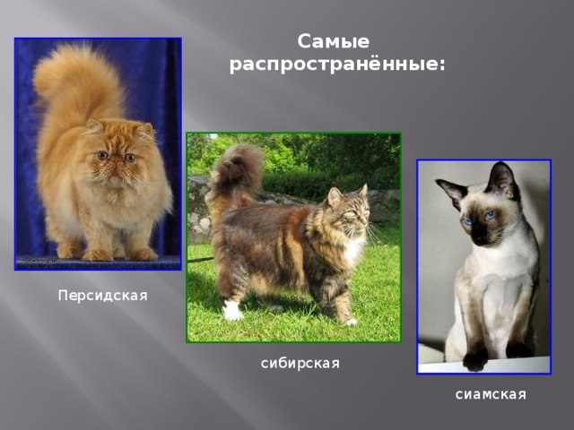Самые распространённые: Персидская сибирская сиамская   