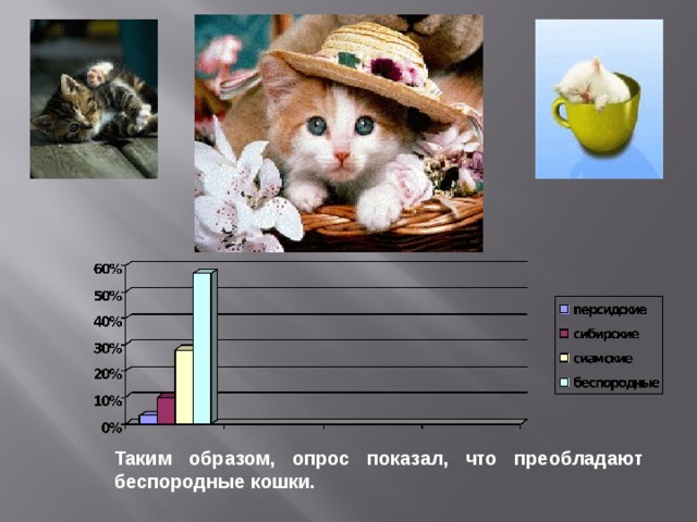 Таким образом, опрос показал, что преобладают беспородные кошки. 