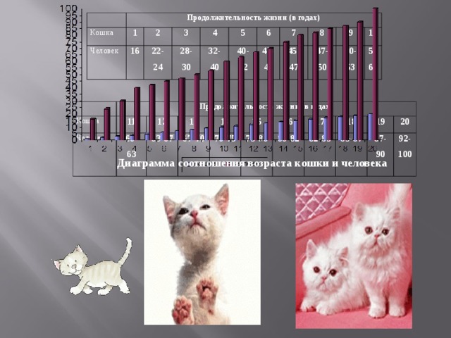 Продолжительность жизни (в годах) Кошка 1 Человек 16 2 22-24 3 4 28-30 5 32-40 6 40-42 42-45 7 8 45-47 9 47-50 10 50-53 5560 Продолжительность жизни (в годах) Кошка Человек 11 60- 63 12 13 63-67 67-70 14 15 70-75 75-80 16 17 80-82 82-85 18 19 85-87 87-90 20 92-100 Диаграмма соотношения возраста кошки и человека 