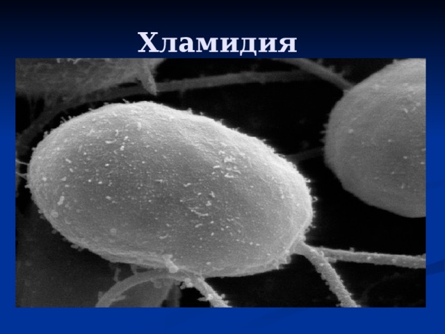 Хламидия 
