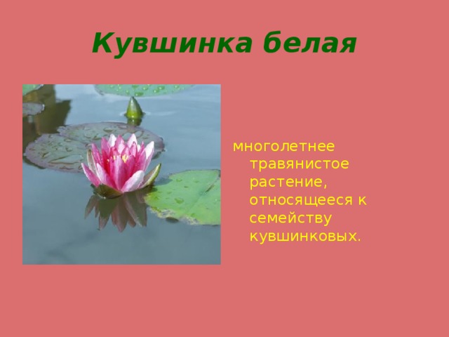 Кувшинка белая многолетнее травянистое растение, относящееся к семейству кувшинковых. 