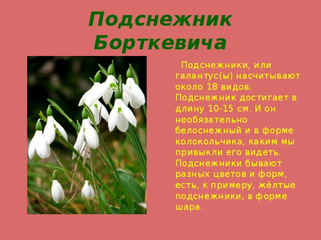 Подснежник Борткевича  Подснежники, или галантус(ы) насчитывают около 18 видов. Подснежник достигает в длину 10-15 см. И он необязательно белоснежный и в форме колокольчика, каким мы привыкли его видеть. Подснежники бывают разных цветов и форм, есть, к примеру, жёлтые подснежники, в форме шара. 