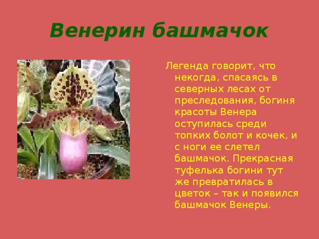 Венерин башмачок Легенда говорит, что некогда, спасаясь в северных лесах от преследования, богиня красоты Венера оступилась среди топких болот и кочек, и с ноги ее слетел башмачок. Прекрасная туфелька богини тут же превратилась в цветок – так и появился башмачок Венеры. 