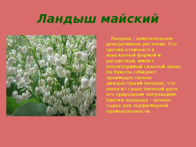 Ландыш майский  Ландыш - замечательное декоративное растение. Его цветки отличаются изысканной формой и расцветкой, имеют неповторимый сильный запах. На букеты собирают преимущественно дикорастущий ландыш, что наносит существенный урон его природным популяциям. Цветки ландыша - ценное сырье для парфюмерной промышленности.     