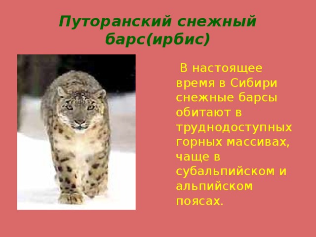 Путоранский снежный барс(ирбис)  В настоящее время в Сибири снежные барсы обитают в труднодоступных горных массивах, чаще в субальпийском и альпийском поясах. 