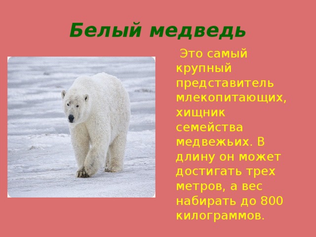 Белый медведь  Это самый крупный представитель млекопитающих, хищник семейства медвежьих. В длину он может достигать трех метров, а вес набирать до 800 килограммов. 