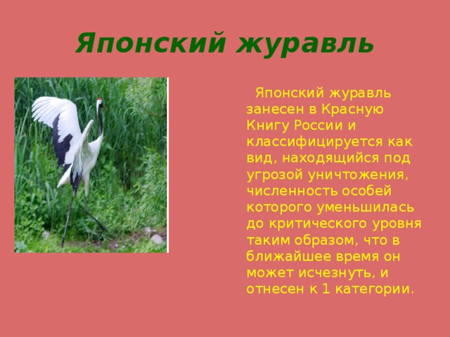 Японский журавль  Японский журавль занесен в Красную Книгу России и классифицируется как вид, находящийся под угрозой уничтожения, численность особей которого уменьшилась до критического уровня таким образом, что в ближайшее время он может исчезнуть, и отнесен к 1 категории. 