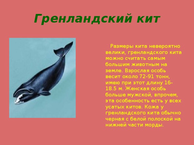 Гренландский кит  Размеры кита невероятно велики, гренландского кита можно считать самым большим животным на земле. Взрослая особь весит около 72-91 тонн, имею при этот длину 16-18.5 м. Женская особь больше мужской, впрочем, эта особенность есть у всех усатых китов. Кожа у гренландского кита обычно черная с белой полоской на нижней части морды. 
