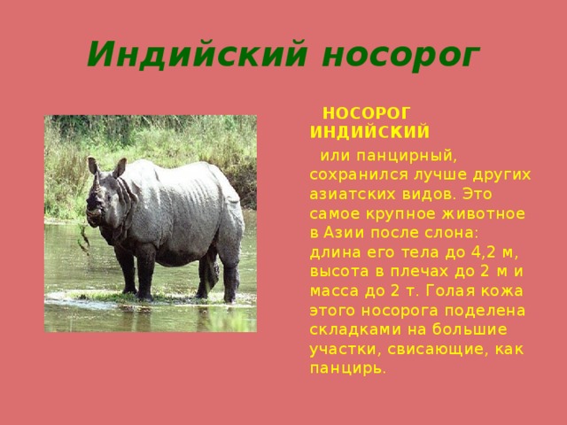 Индийский носорог  НОСОРОГ ИНДИЙСКИЙ  или панцирный, сохранился лучше других азиатских видов. Это самое крупное животное в Азии после слона: длина его тела до 4,2 м, высота в плечах до 2 м и масса до 2 т. Голая кожа этого носорога поделена складками на большие участки, свисающие, как панцирь. 