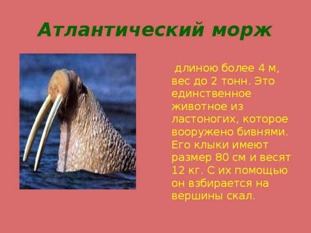 Атлантический морж  длиною более 4 м, вес до 2 тонн. Это единственное животное из ластоногих, которое вооружено бивнями. Его клыки имеют размер 80 см и весят 12 кг. С их помощью он взбирается на вершины скал. 