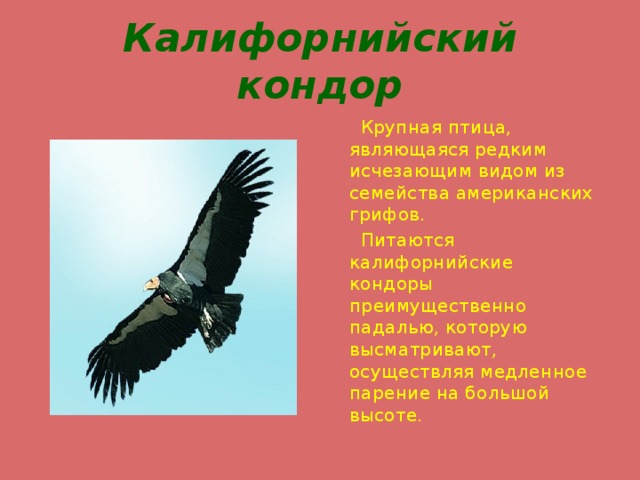 Калифорнийский кондор  Крупная птица, являющаяся редким исчезающим видом из семейства американских грифов.  Питаются калифорнийские кондоры преимущественно падалью, которую высматривают, осуществляя медленное парение на большой высоте. 