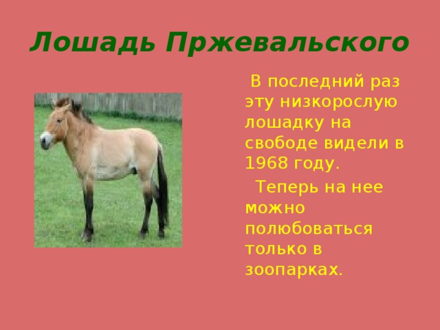 Лошадь Пржевальского  В последний раз эту низкорослую лошадку на свободе видели в 1968 году.  Теперь на нее можно полюбоваться только в зоопарках. 