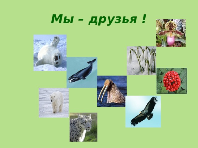 Мы – друзья ! 