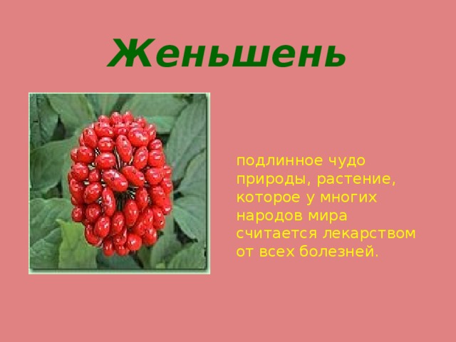 Женьшень подлинное чудо природы, растение, которое у многих народов мира считается лекарством от всех болезней. 