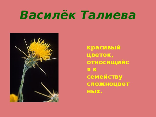 Василёк Талиева красивый цветок, относящийся к семейству сложноцветных. 