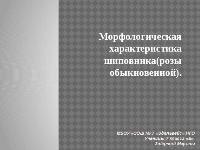 Морфологическая характеристика  шиповника(розы обыкновенной). МБОУ «СОШ № 7 «Эдельвейс» НГО  Ученицы 7 класса «Б»  Зайцевой Марины 