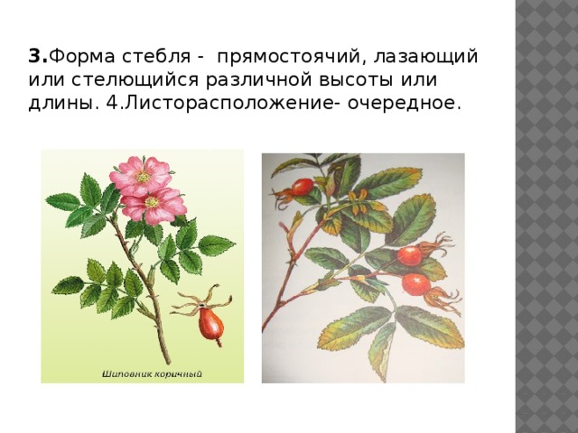 3. Форма стебля -  прямостоячий, лазающий или стелющийся различной высоты или длины. 4.Листорасположение- очередное. 