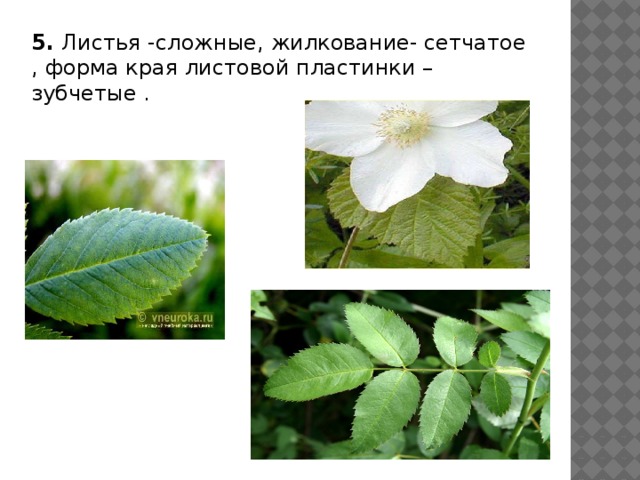 5. Листья -сложные, жилкование- сетчатое , форма края листовой пластинки –зубчетые . 