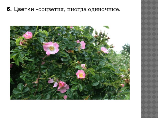 6. Цветки – соцветия, иногда одиночные. 