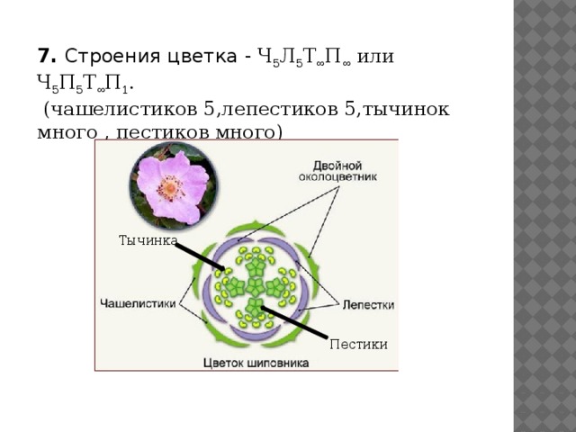 7. Строения цветка - Ч 5 Л 5 Т ∞ П ∞  или Ч 5 П 5 Т ∞ П 1 .  (чашелистиков 5,лепестиков 5,тычинок много , пестиков много) Тычинка Пестики Пестики  