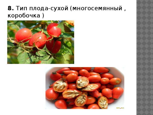 8. Тип плода-сухой (многосемянный , коробочка ) 