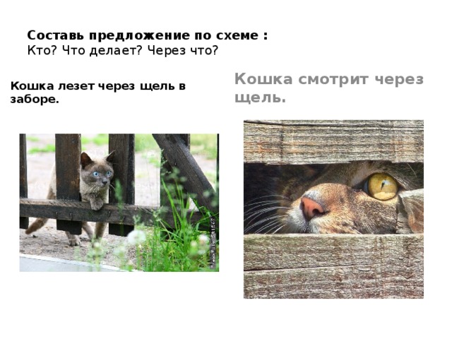 Составь предложение по схеме :  Кто? Что делает? Через что? Кошка лезет через щель в заборе. Кошка смотрит через щель. 