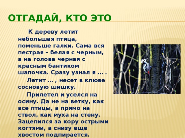 Отгадай, кто это  К дереву летит небольшая птица, поменьше галки. Сама вся пестрая – белая с черным, а на голове черная с красным бантиком шапочка. Сразу узнал я … .  Летит … , несет в клюве сосновую шишку.  Прилетел и уселся на осину. Да не на ветку, как все птицы, а прямо на ствол, как муха на стену. Зацепился за кору острыми когтями, а снизу еще хвостом подпирается. Перья у него в хвосте жесткие, крепкие.  